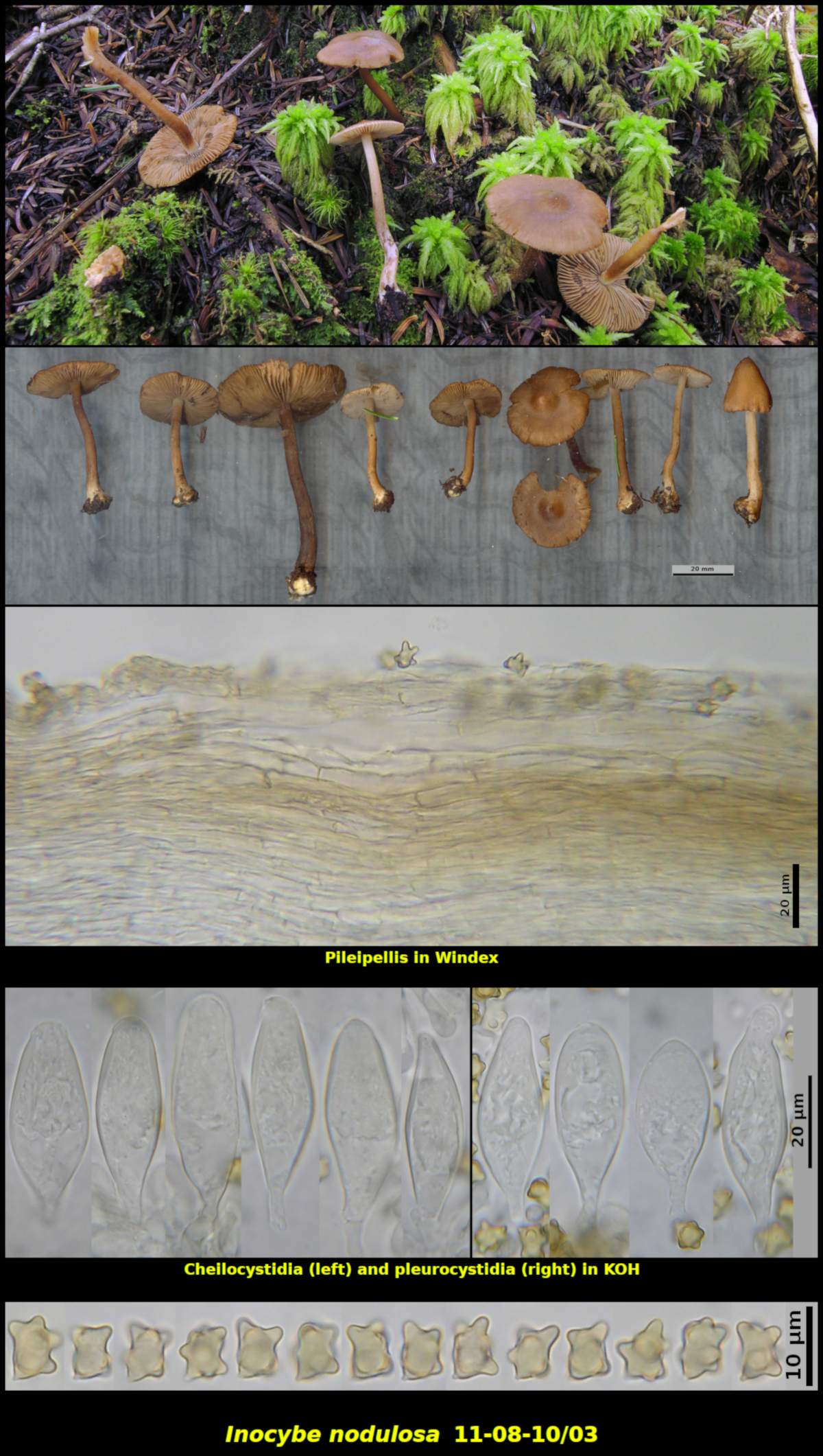 Picture of Inocybe nodulosa 11-08-10/03